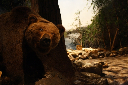 Kulturhistoriska basutställningarna, Stenåldern