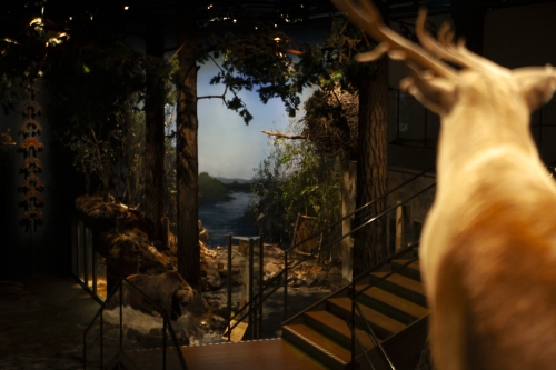 Kulturhistoriska basutställningarna