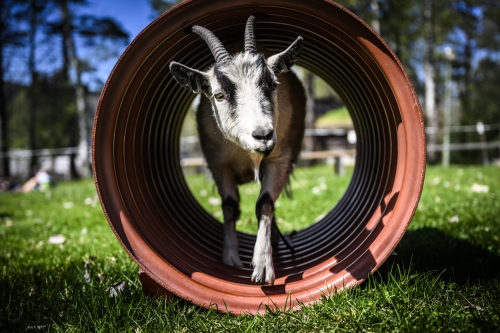 Vårmarknad på Jamtli