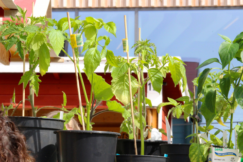 Vårmarknad på Jamtli